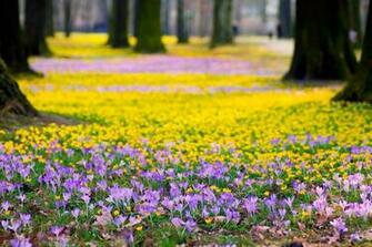 Purple Flowers Yellow Park Trees Nature Spring Wallpaper