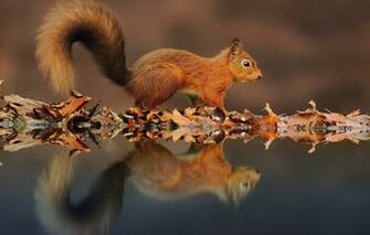 Wallpaper Water Reflection Foliage Protein Autumn Image For