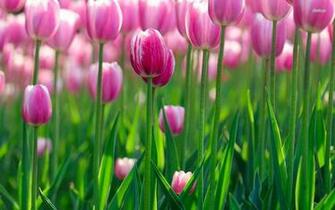 Tulips 2k Wallpaper Wide Screen 1080p 4k