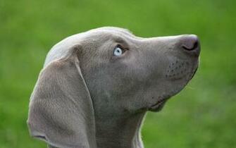 Weimaraner Wallpaper