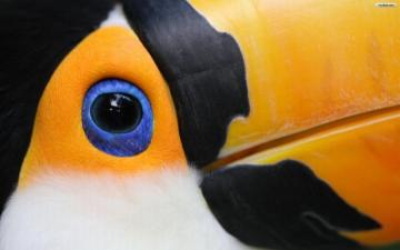 Toco Toucan HD Wallpaper