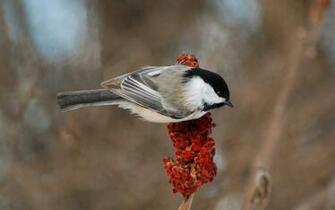 Cute Birds Wallpaper Bird Image