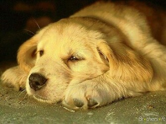 Golden Retreiver Destkop Wallpaper