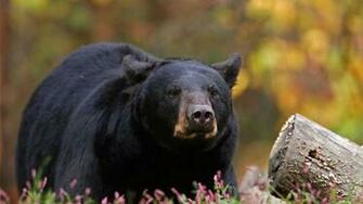 Black Bear Wallpaper