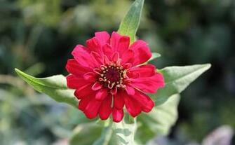 Flowers Pictures Wallpaper Red Roses