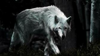 Lone Wolf Wallpaper