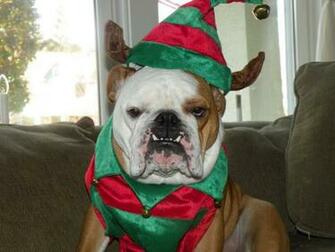 Falco In His Holiday Bulldog Sweater