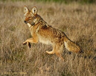 Coyote Mt Diablo Foothills