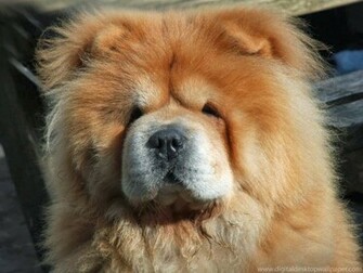 Chow Dog HD Wallpaper Breed