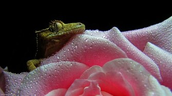 Crested Gecko Wallpaper By