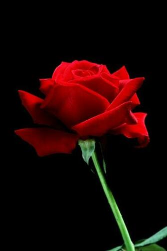 Rose Red Flowers Beautiful