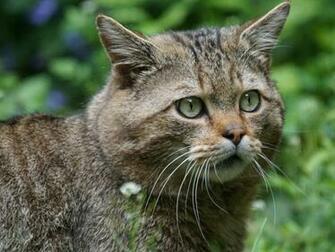 Wild Cat Wallpaper Image