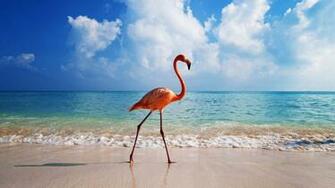 Flamingo Wallpaper HD