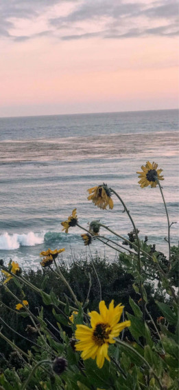 iPhone Xs Max Malibu Background Wallpaper