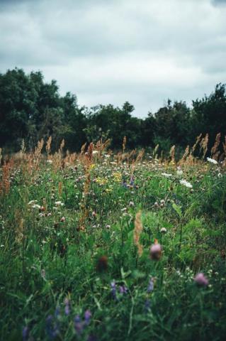 Green Grass Field With White Flowers And Trees Under Blue
