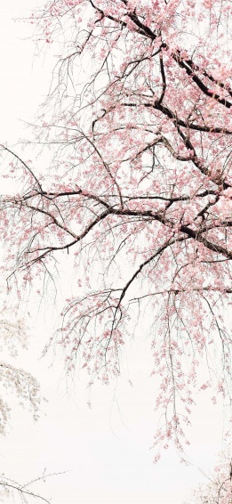 Pink Black And White Wallpaper