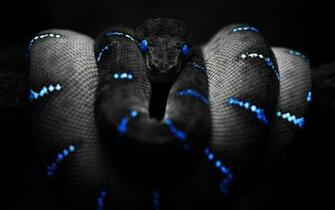 Beautiful Snake Wallpaper HD Image One
