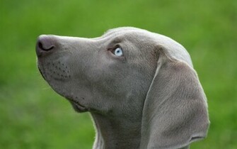 Animal Weimaraner Wallpaper