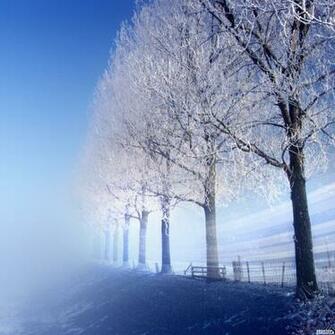 Winter Tree iPad Wallpaper HD Background