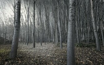 Black And White Tree Forest Wallpaper