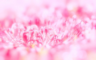 Pink Background Wallpaper