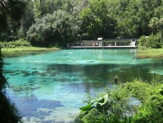 Beautiful Blue Water Scenery Rainbow Springs Wallpaper