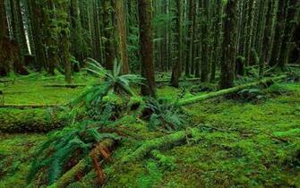 Moss Forest Nature Trees Background Image Fern