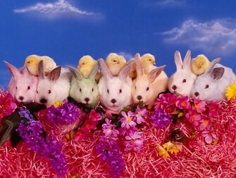 Cute Animated Easter Bunny Funny Animal