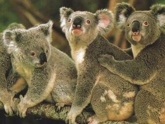 Koala Wallpaper