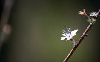 Elegant Flowers Wallpaper Plant Desktop Background