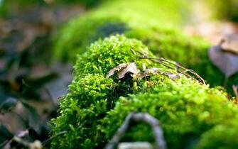Close Up Nature Macro Wallpaper Allwallpaper In Pc En