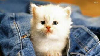 Cute White Cat Wallpaper Animal Litle Pups