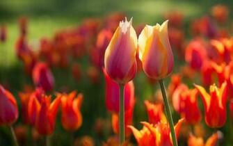 Spring Two Tulips Flowers X Close