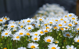 Daisy Aesthetic Computer 4k Wallpaper