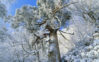 Snowy Winter In Japan Wallpaper And Image Pictures