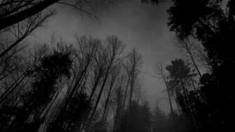 Black Forest Wallpaper