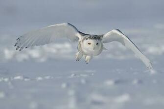 Snowy Owl Wallpaper X HD