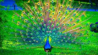 Peacock Wallpaper HD Pw