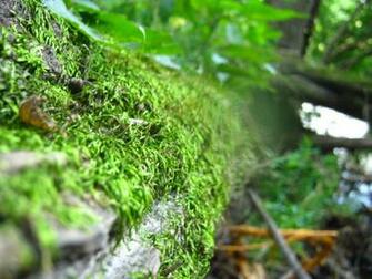 Orange Mossy Oak Wallpaper To Set This Fantastic
