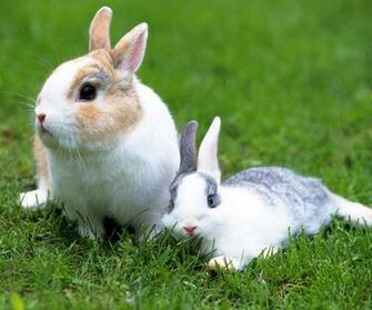 Pics Photos Rabbit Wallpaper Desktop Background