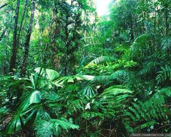 Tropical Rainforest Wallpaper