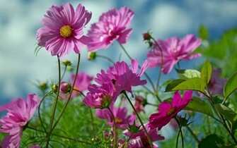 Summer Flowers Beauty X Close