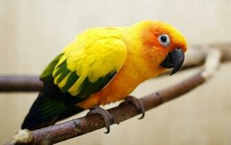 Parakeet Computer Wallpaper Desktop Background
