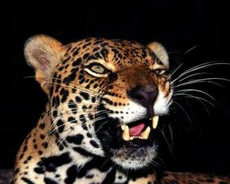 New Amazing Animals Wallpaper