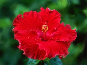 Wallpaper Hibiscus Flowers Desktop Background