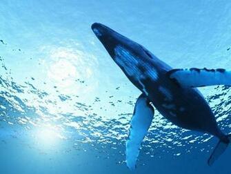 Whales Humpback Whale Wallpaper