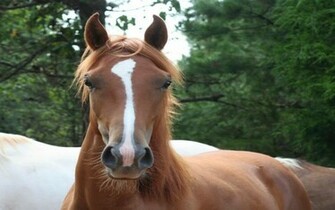 HD Quarter Horse Wallpaper