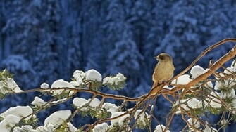 Incredible Nature Full HDtv Wallpaper