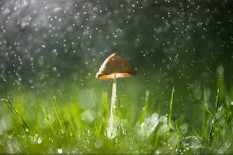 Beautiful HD Rain Wallpaper For Your Desktop