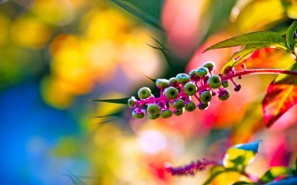 Nature Spring 4k Ultra HD Wallpaper